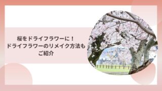 桜をドライフラワーにする方法とリメイクの仕方について